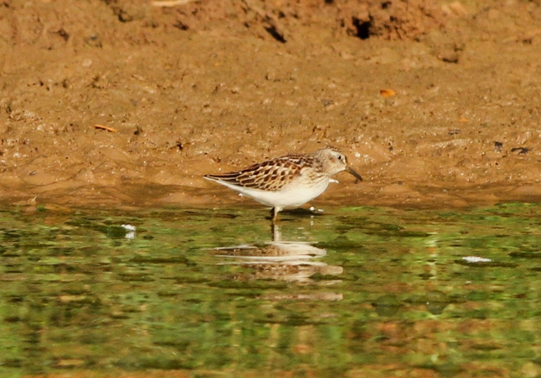 Least Sandpiper - Brainard Palmer-Ball