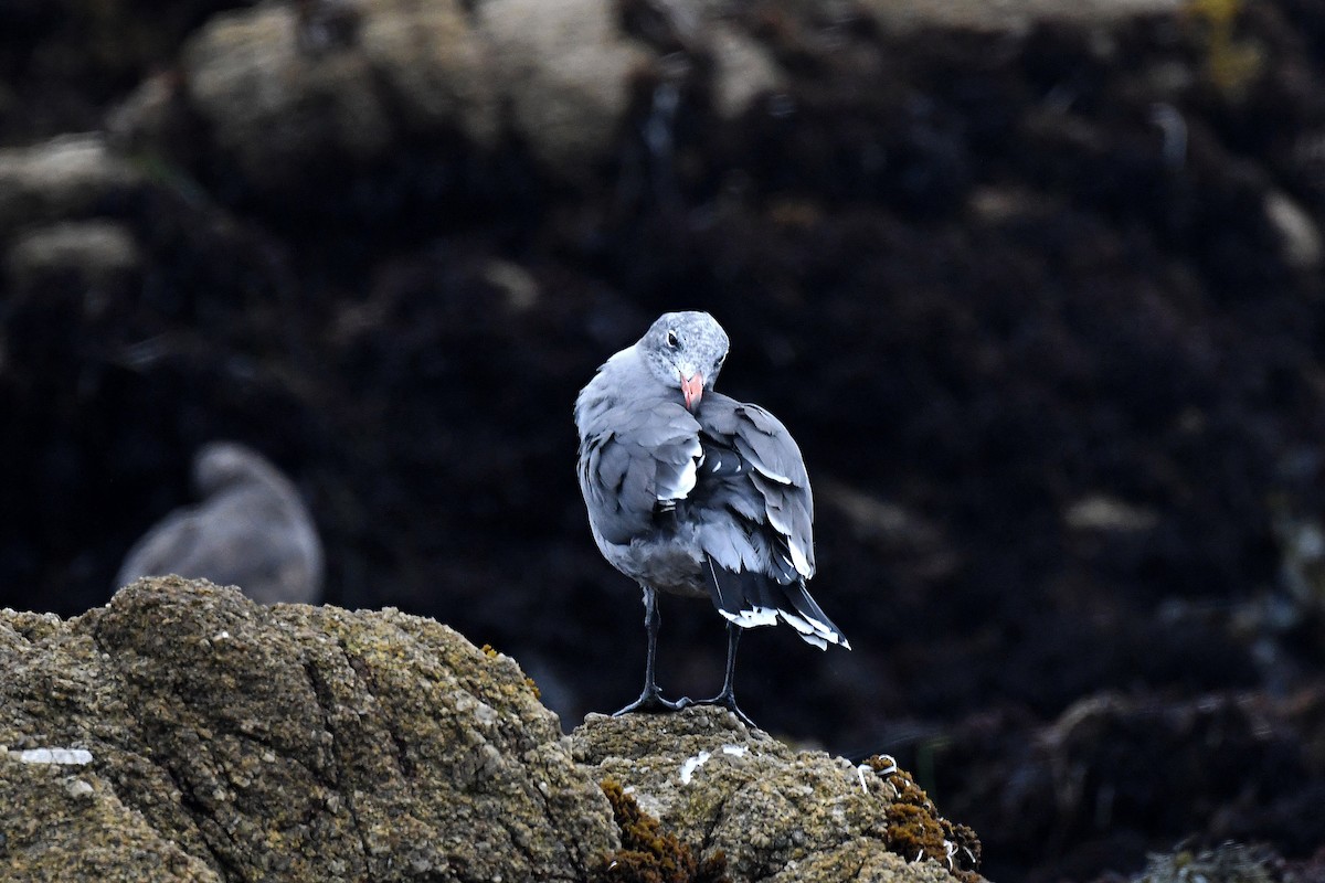 Heermann's Gull - ML176432681