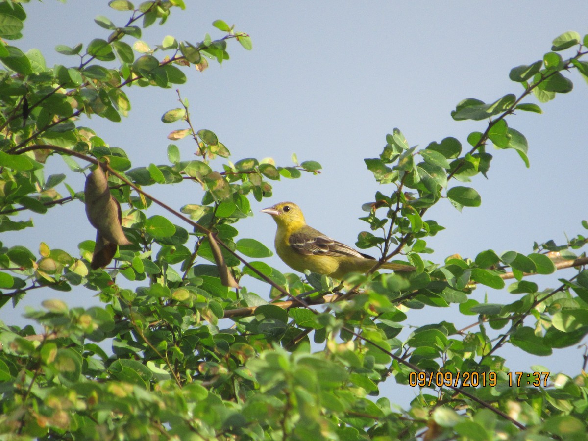 Oriole des vergers - ML176432801