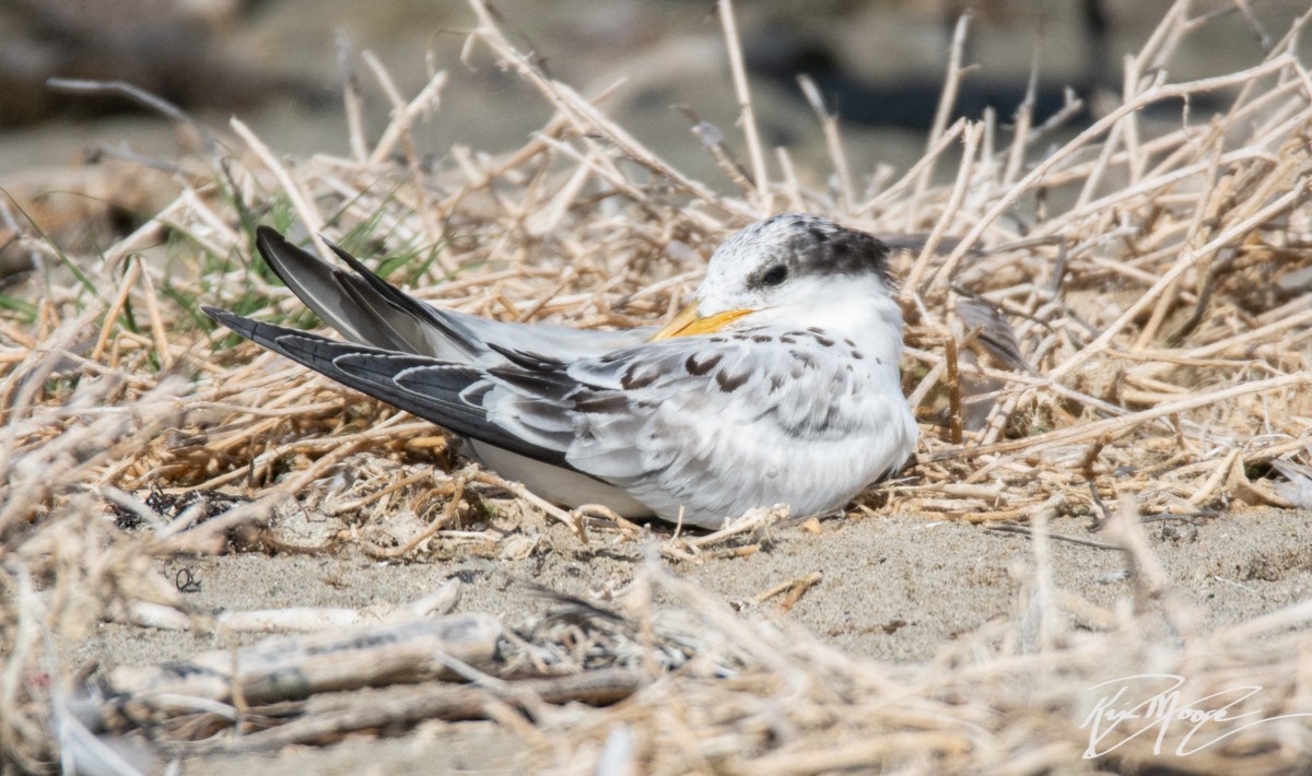 Elegant Tern - Kim Moore