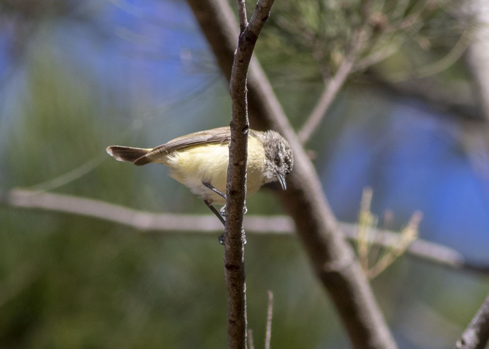 Yellow-rumped Thornbill - ML176433731