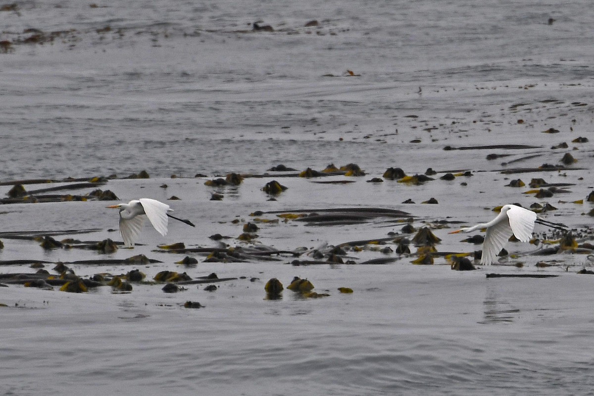 Great Egret - ML176434281