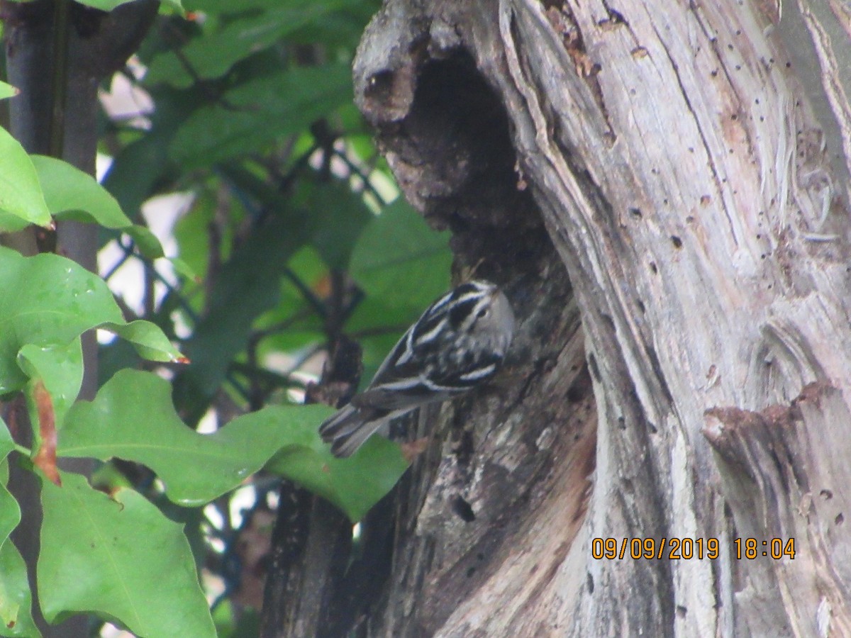 Black-and-white Warbler - Vivian F. Moultrie