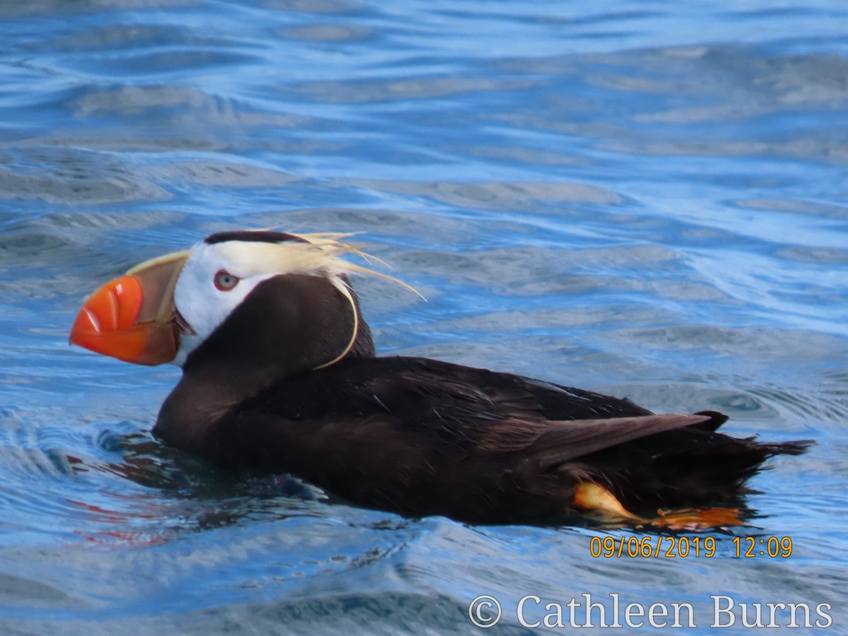 Tufted Puffin - Cathleen Burns