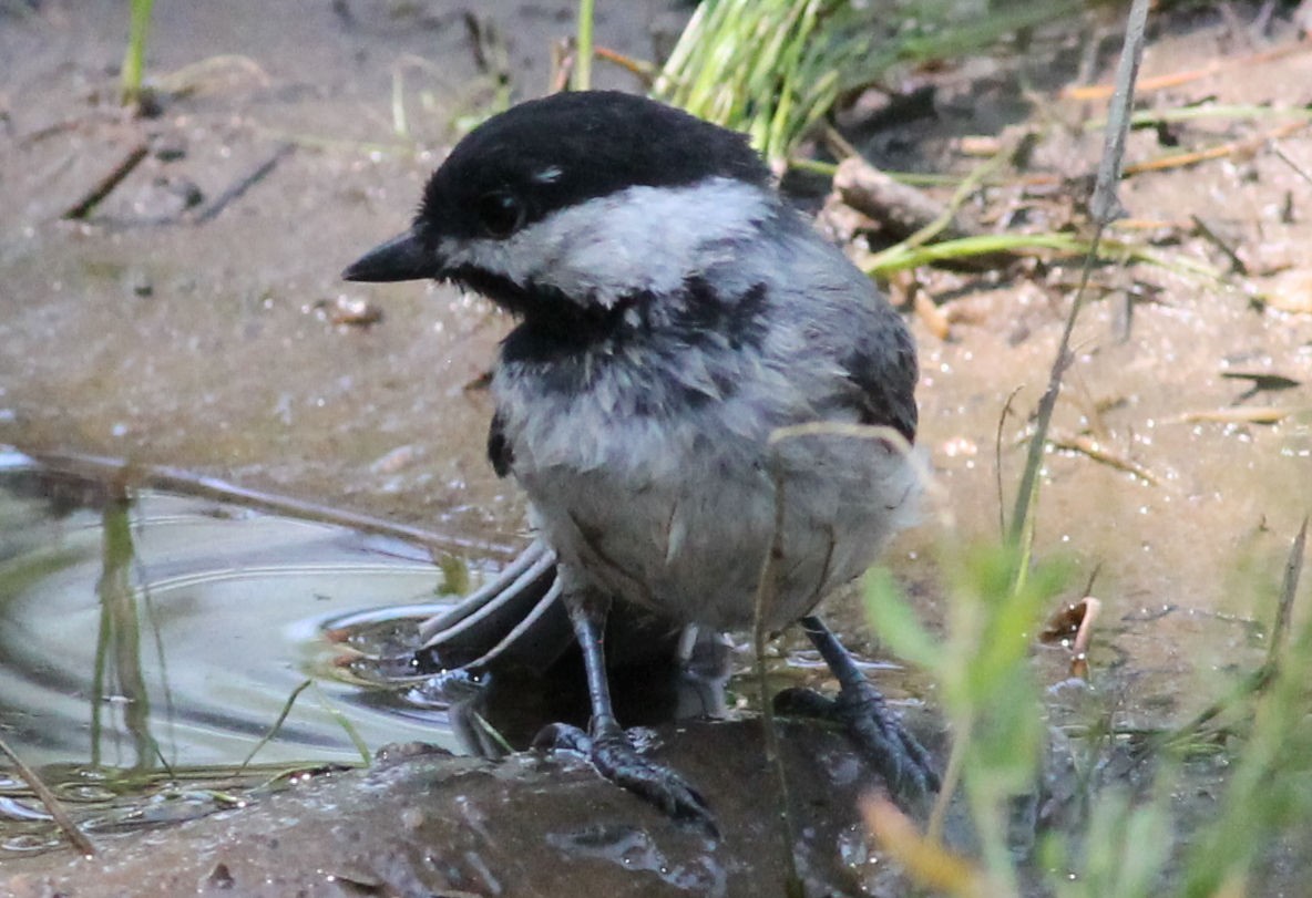 Black-capped Chickadee - ML176436251