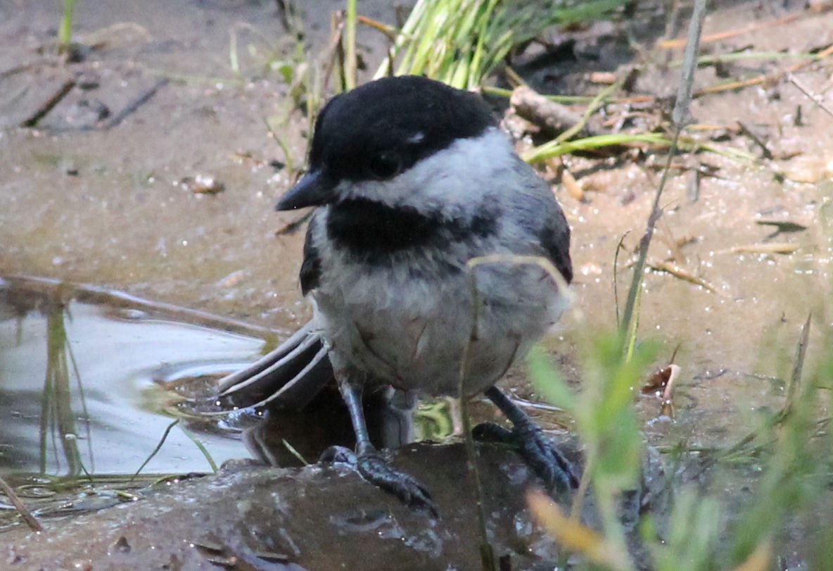 Black-capped Chickadee - ML176436271