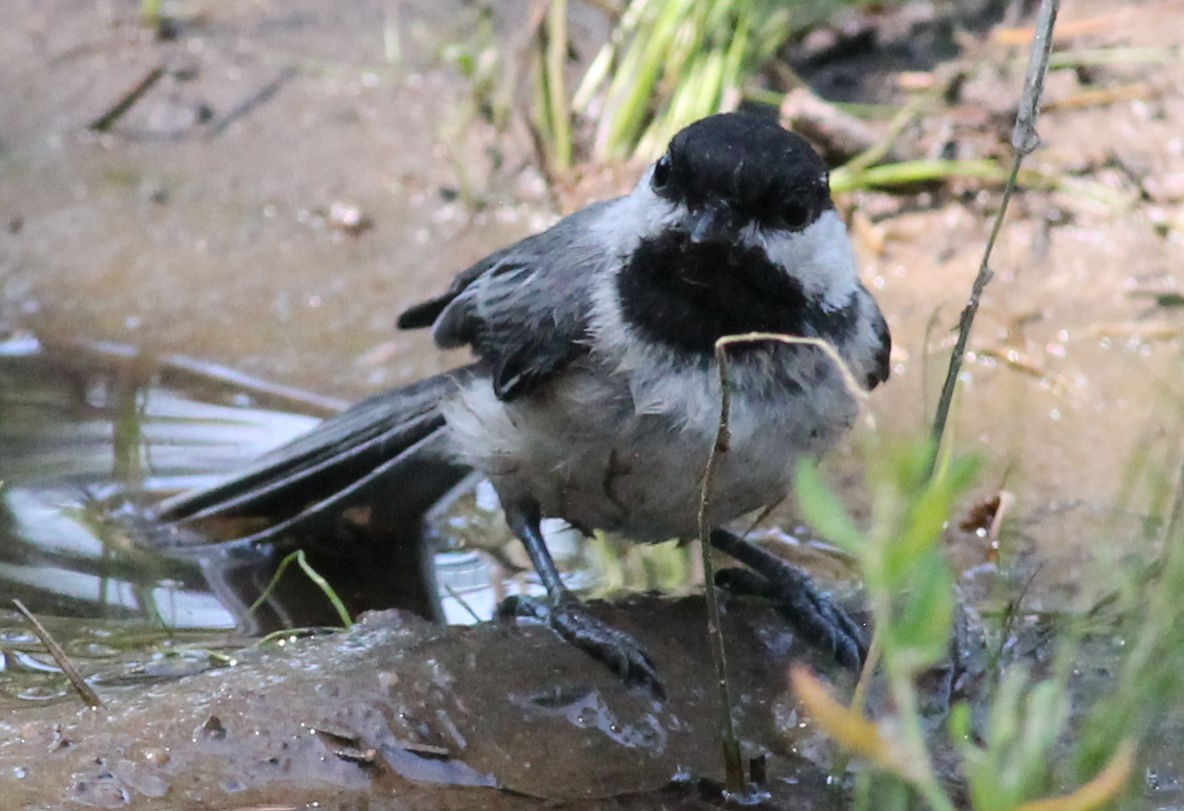 Black-capped Chickadee - ML176436311