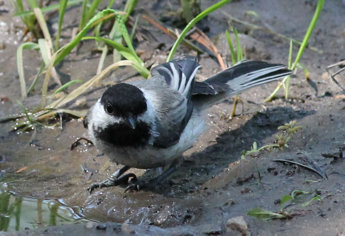 Black-capped Chickadee - ML176436341