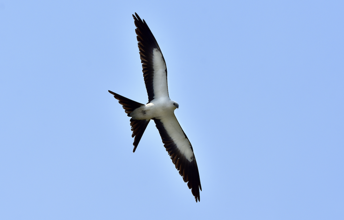 Swallow-tailed Kite - ML176437281