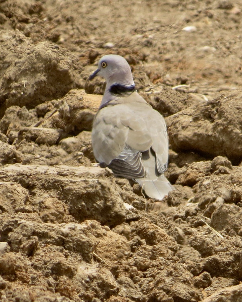 Mourning Collared-Dove - ML176437641