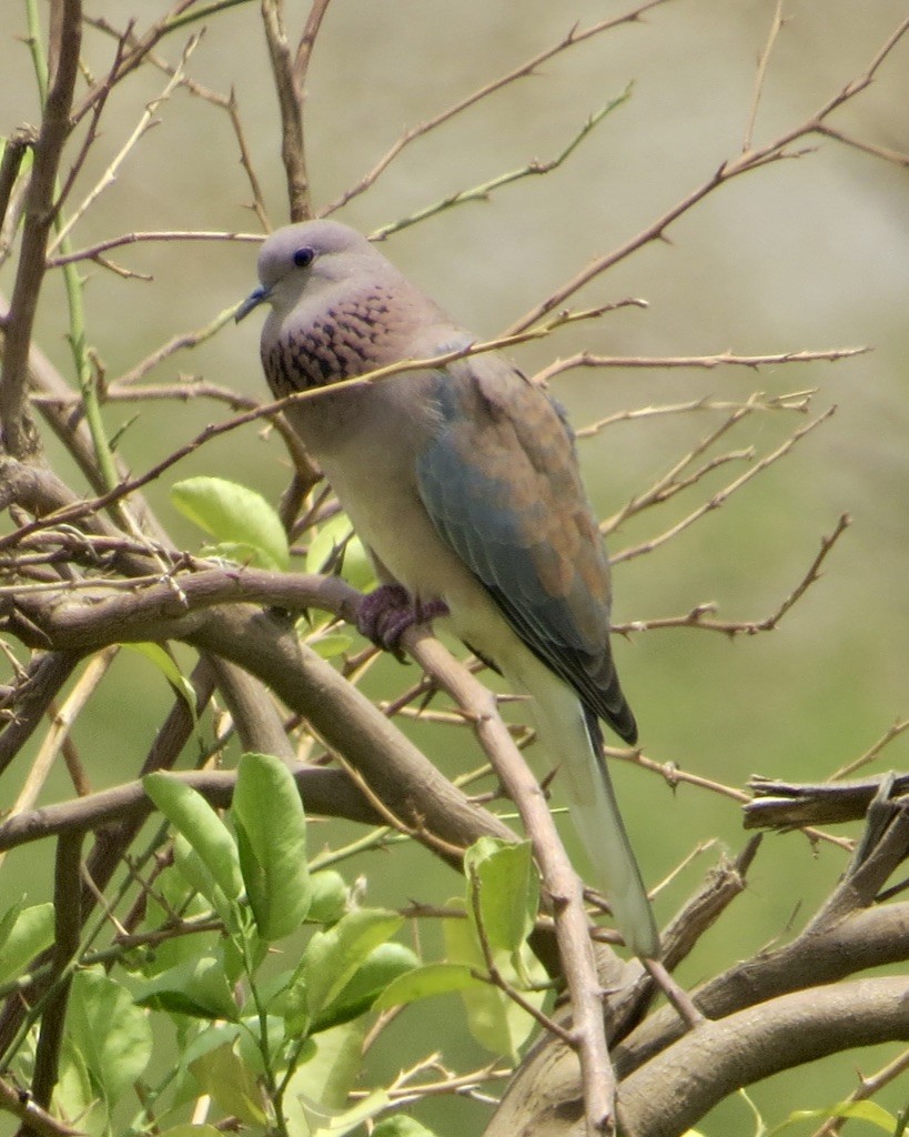 Laughing Dove - ML176437831