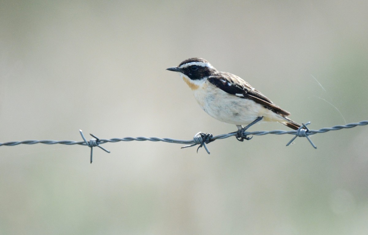 Whinchat - ML176438591