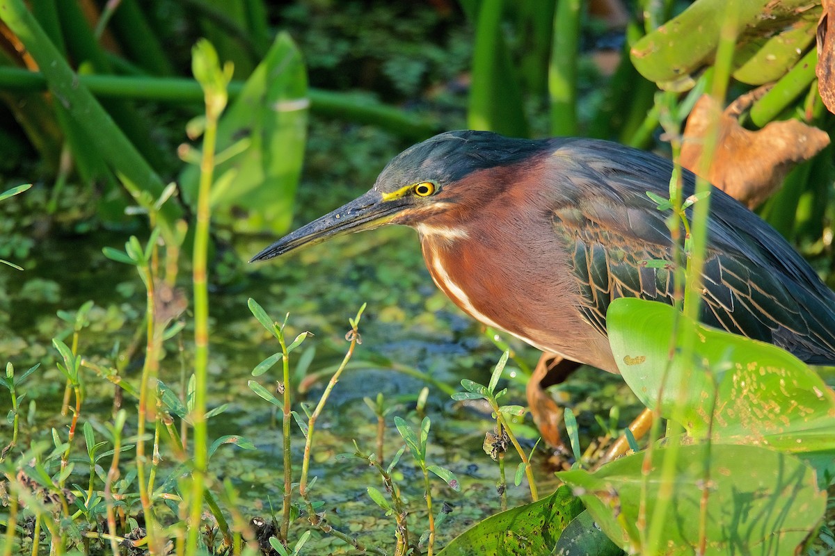 Green Heron - ML176438761