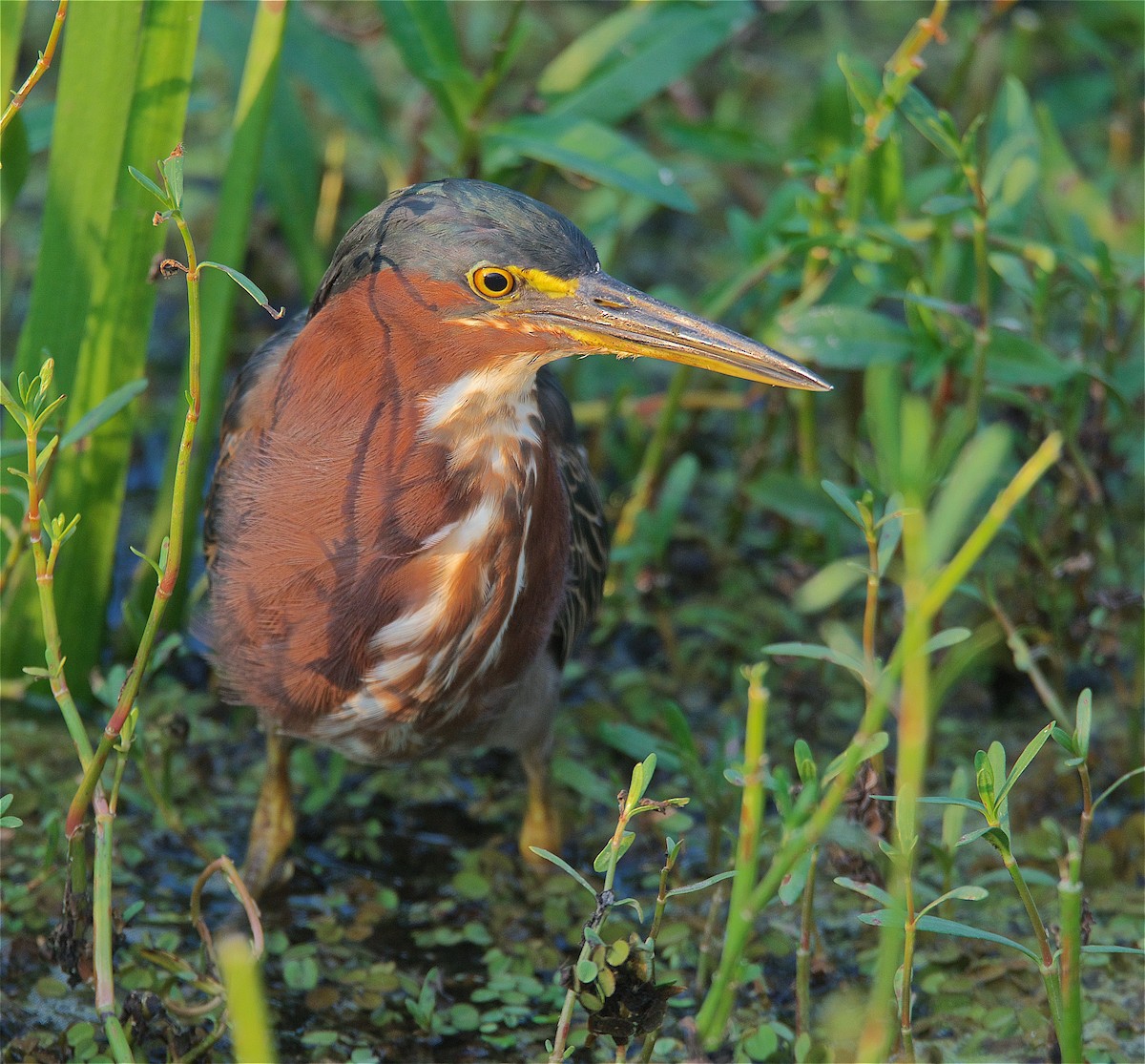 Green Heron - ML176438891