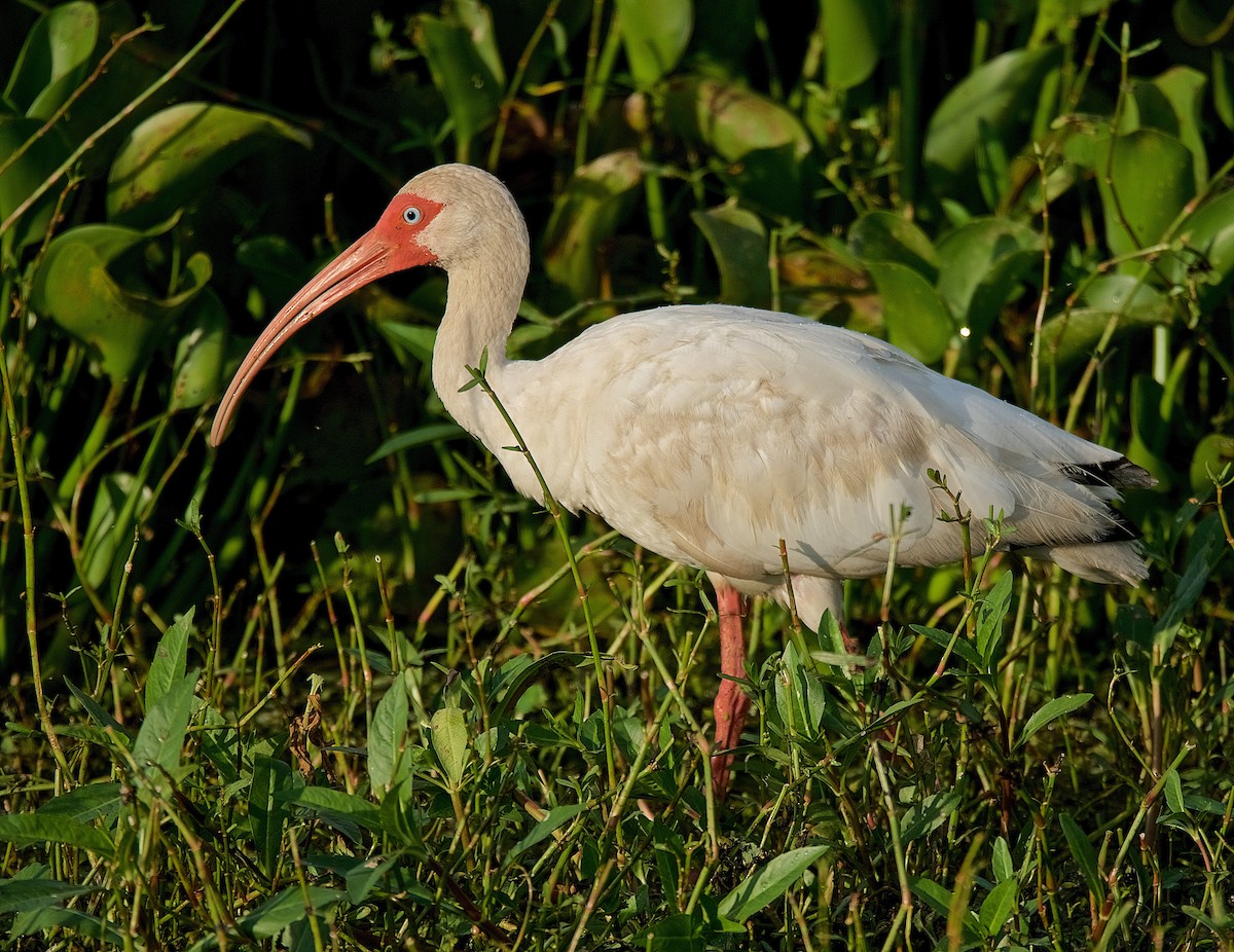 Ibis blanc - ML176438951