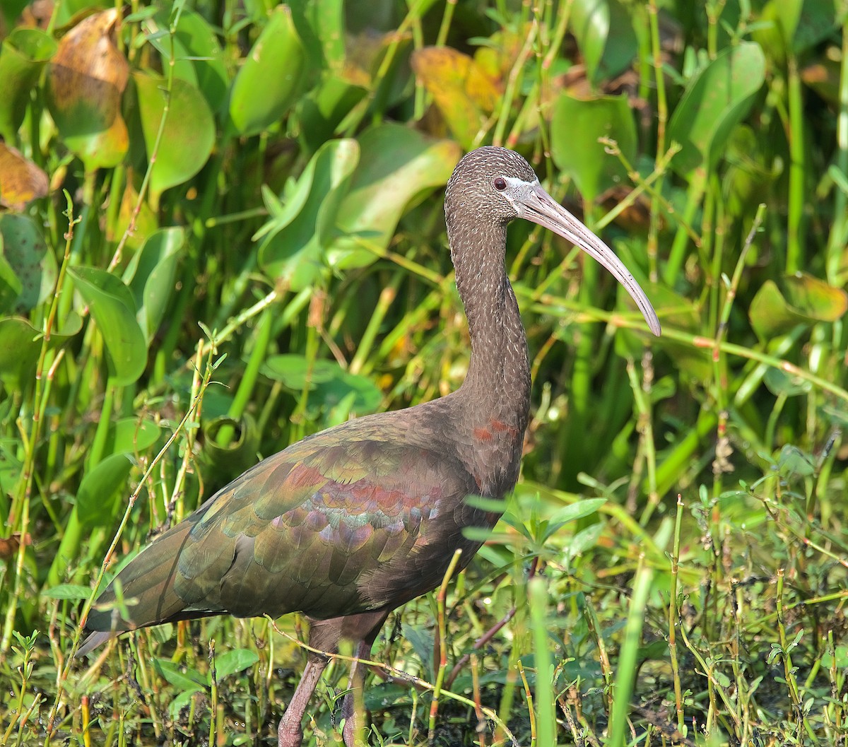 Glossy Ibis - ML176439071