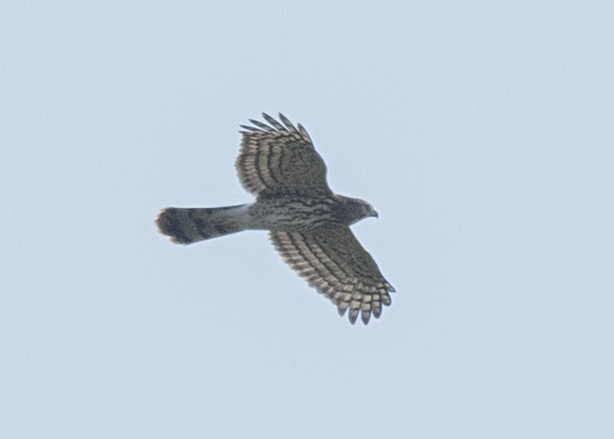 Cooper's Hawk - ML176441461