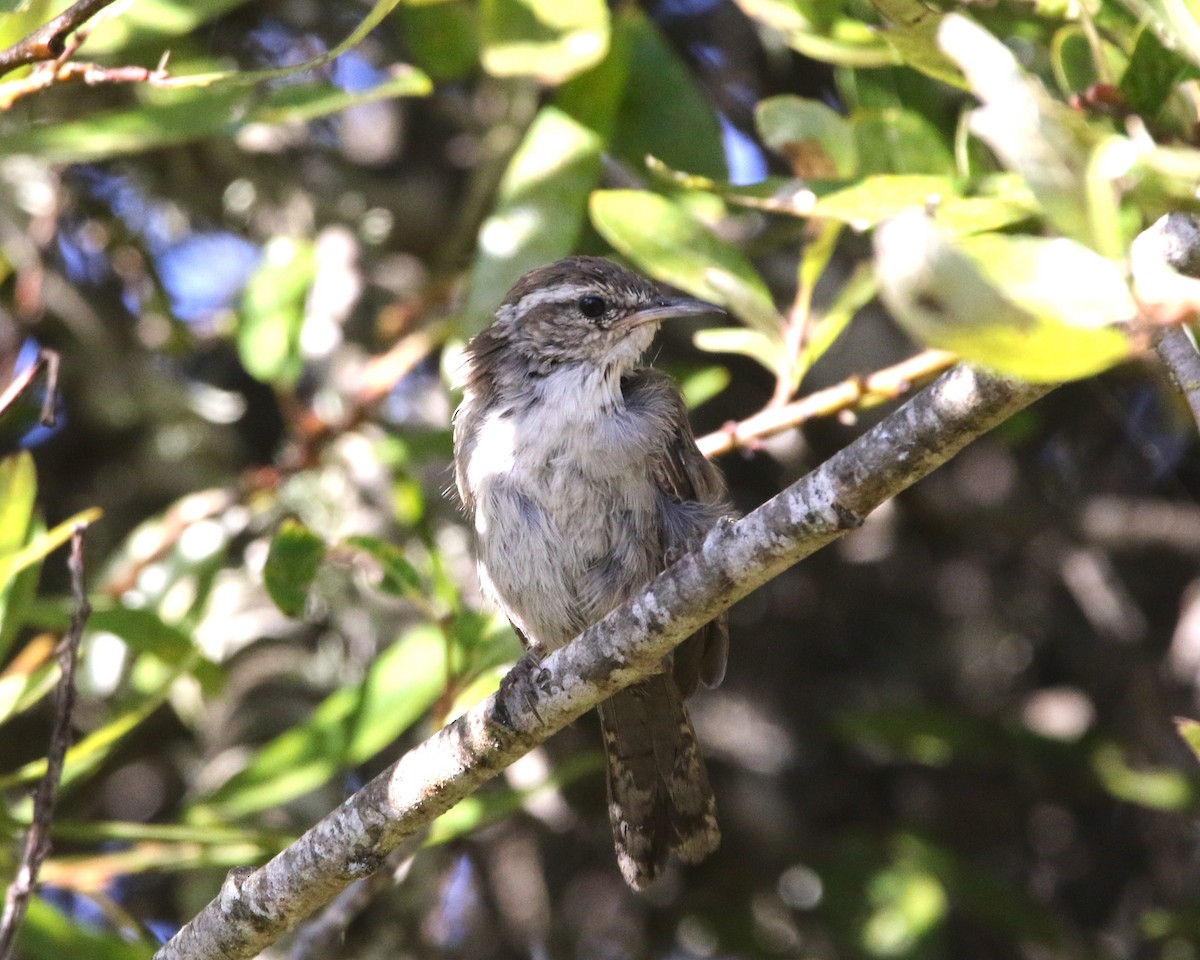 Bewick's Wren - ML176442541