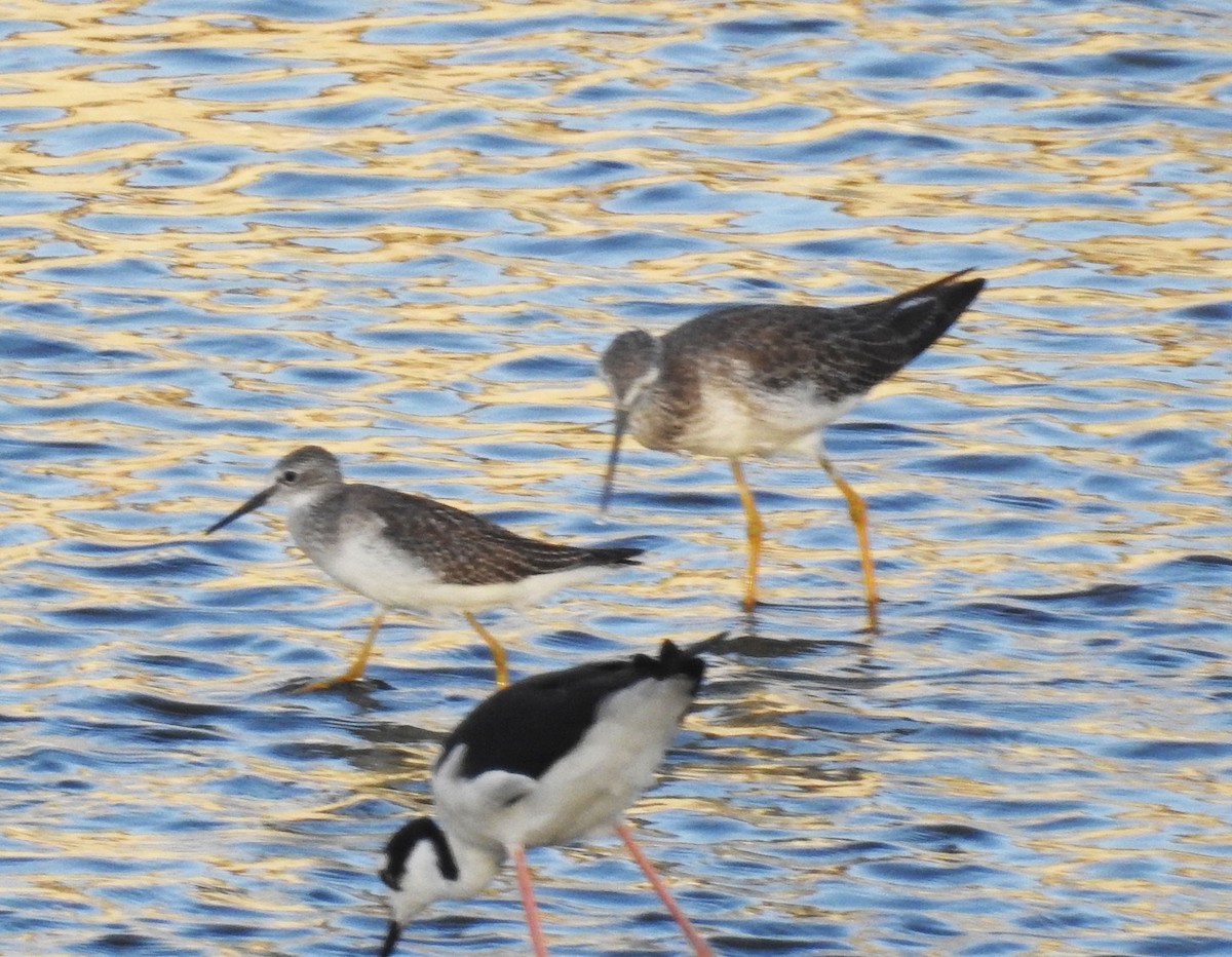 Lesser Yellowlegs - Andrew Birch