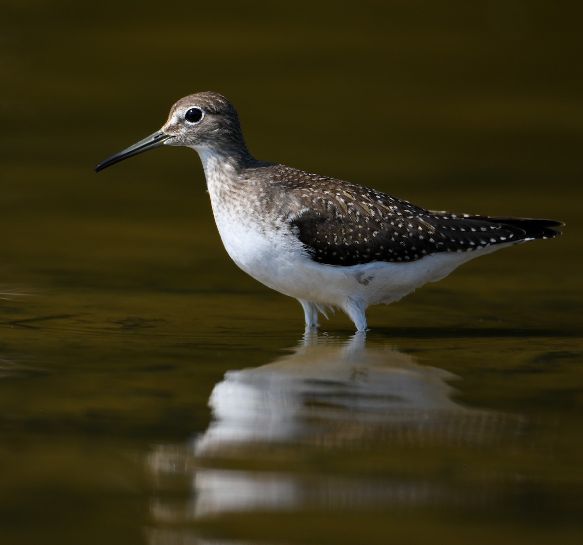 Solitary Sandpiper - ML176445281