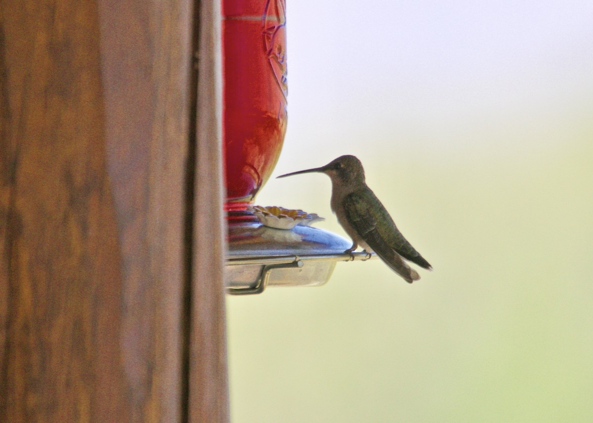 Black-chinned Hummingbird - Dave Bengston