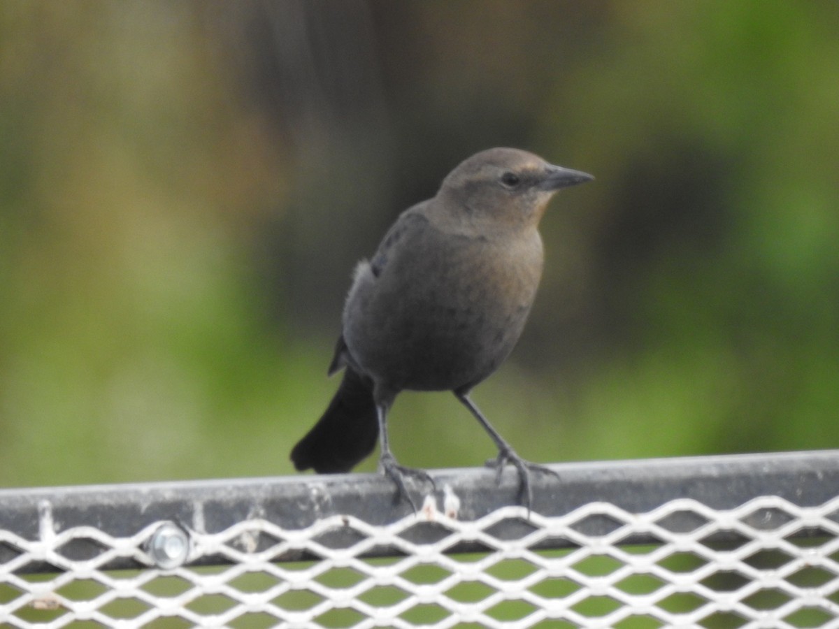 Brewer's Blackbird - ML176446051