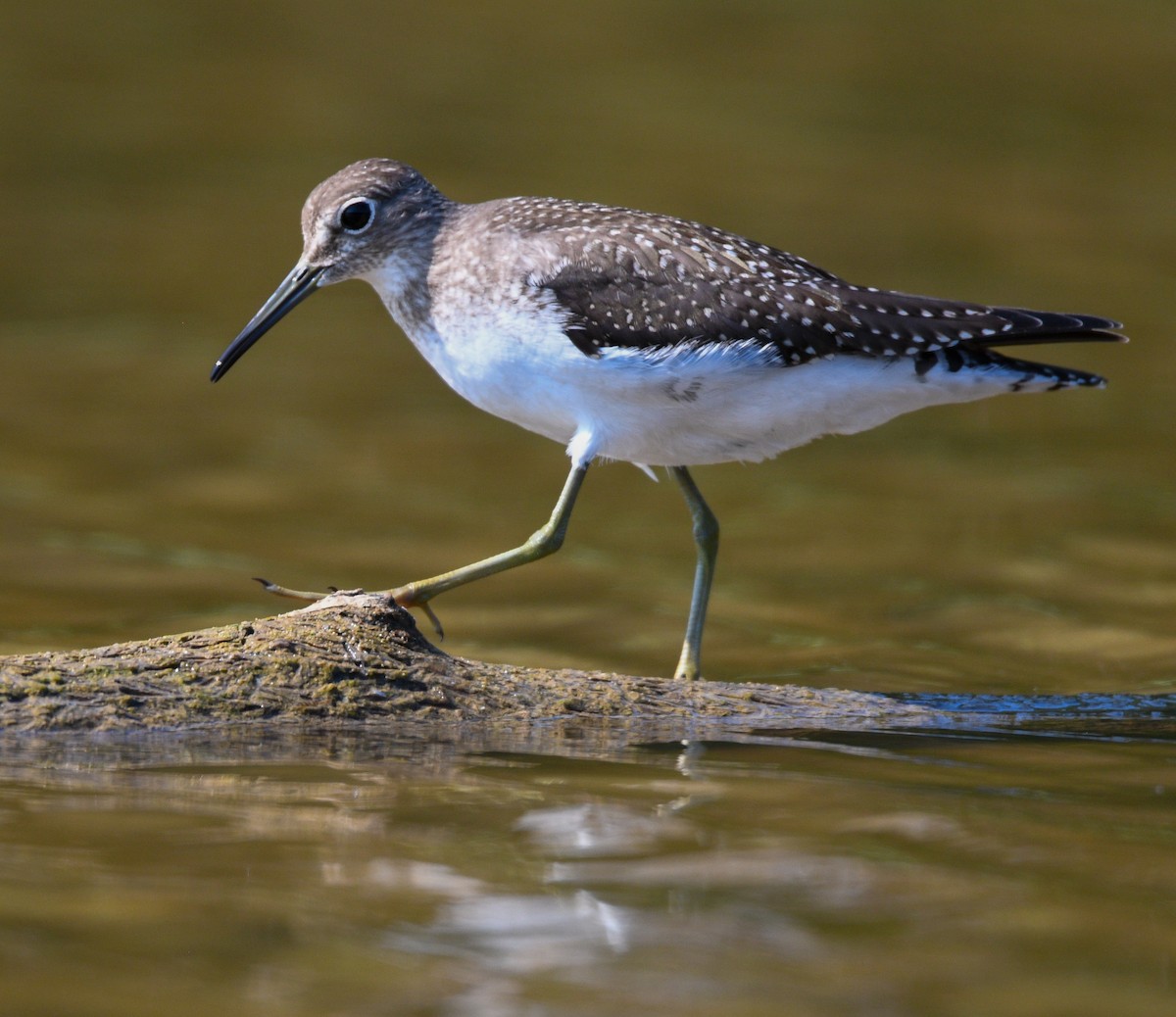 Solitary Sandpiper - ML176447481