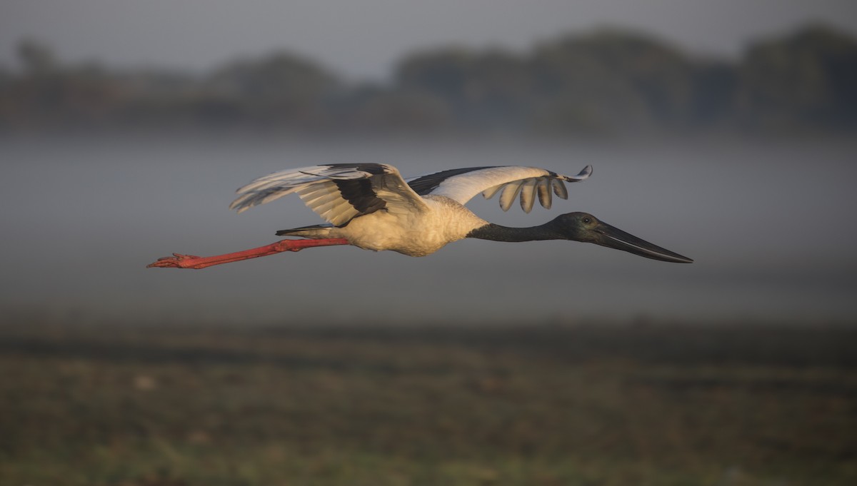 Black-necked Stork - ML176448061