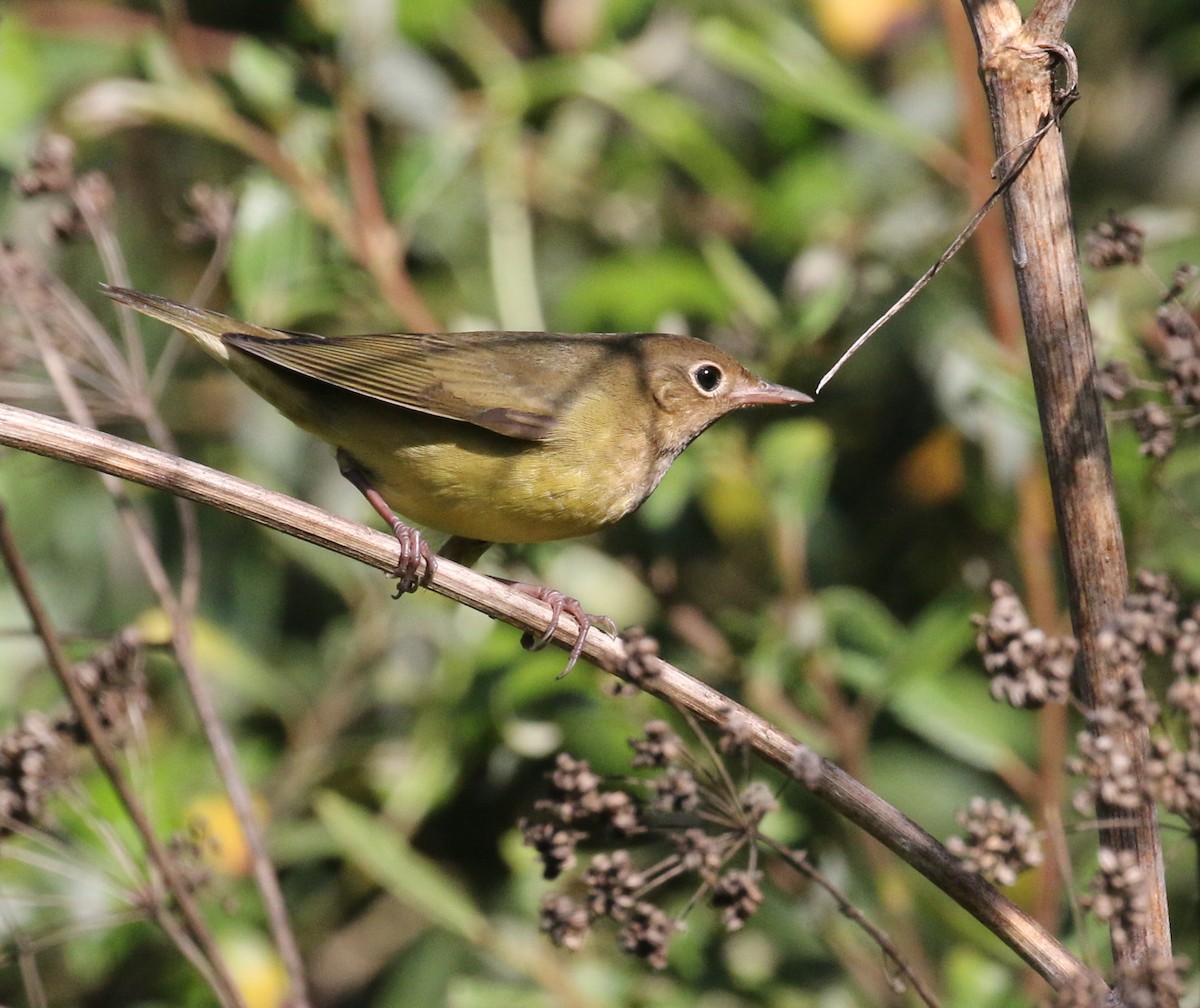 markparula - ML176450921
