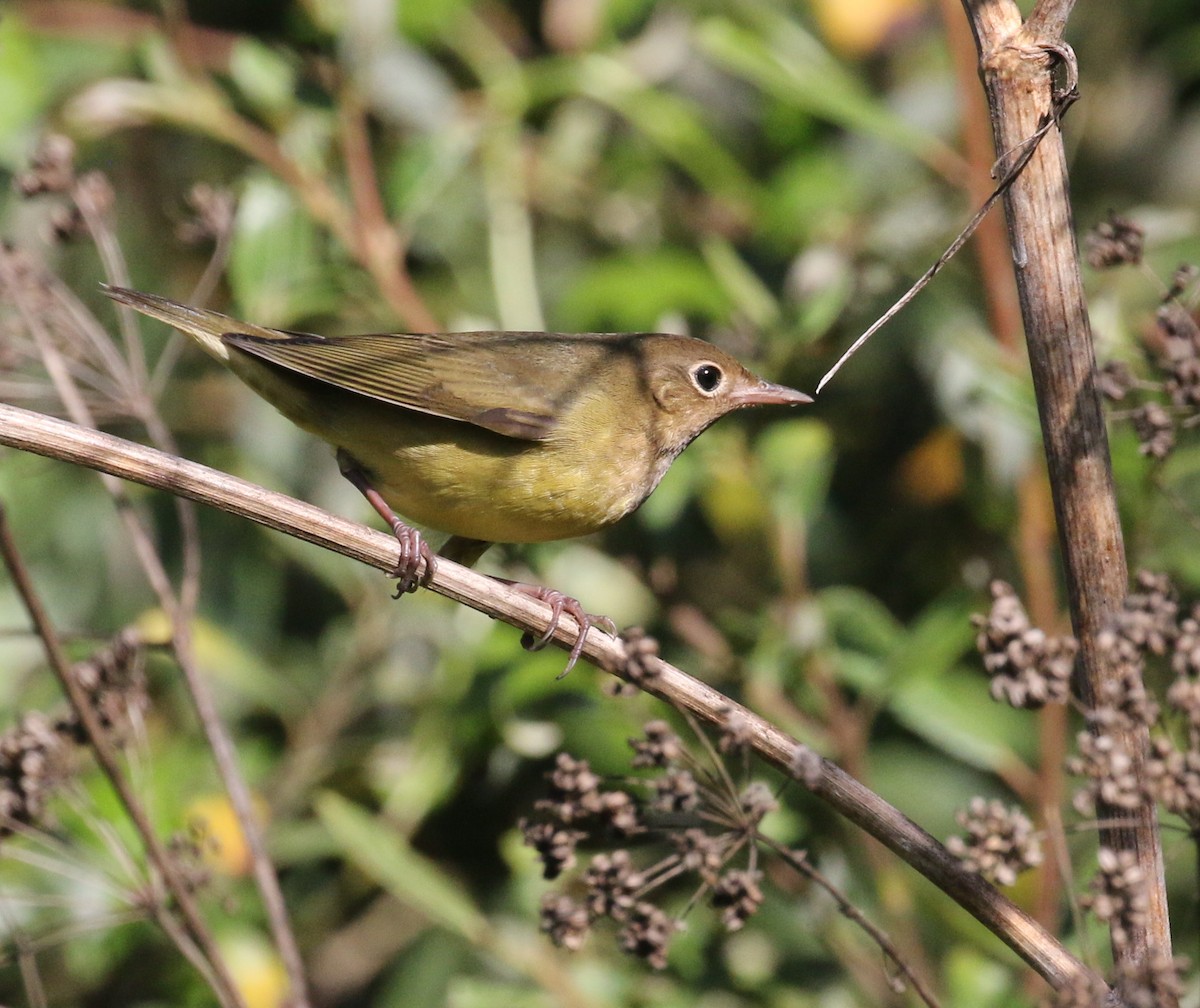 Connecticut Warbler - ML176450921