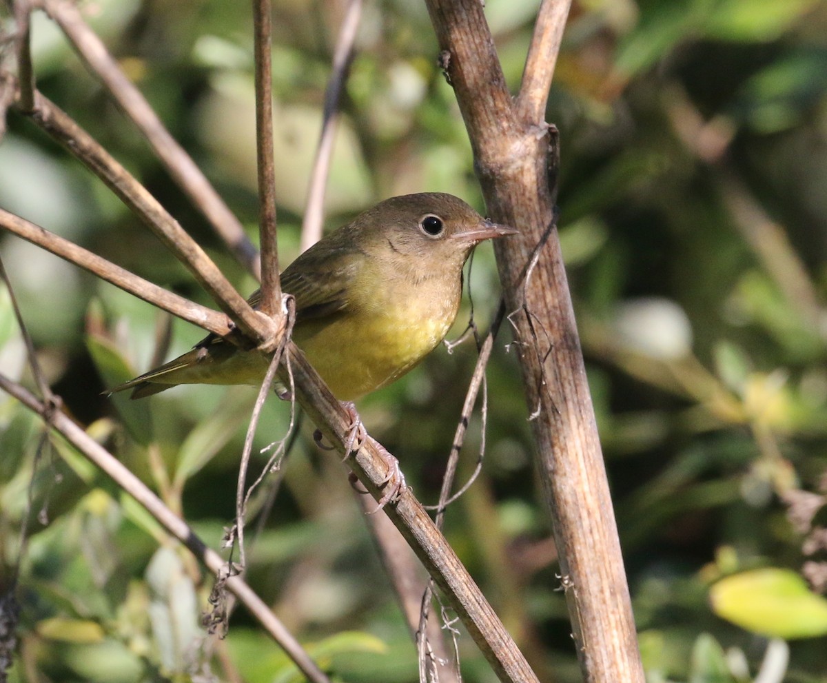 Connecticut Warbler - ML176450931