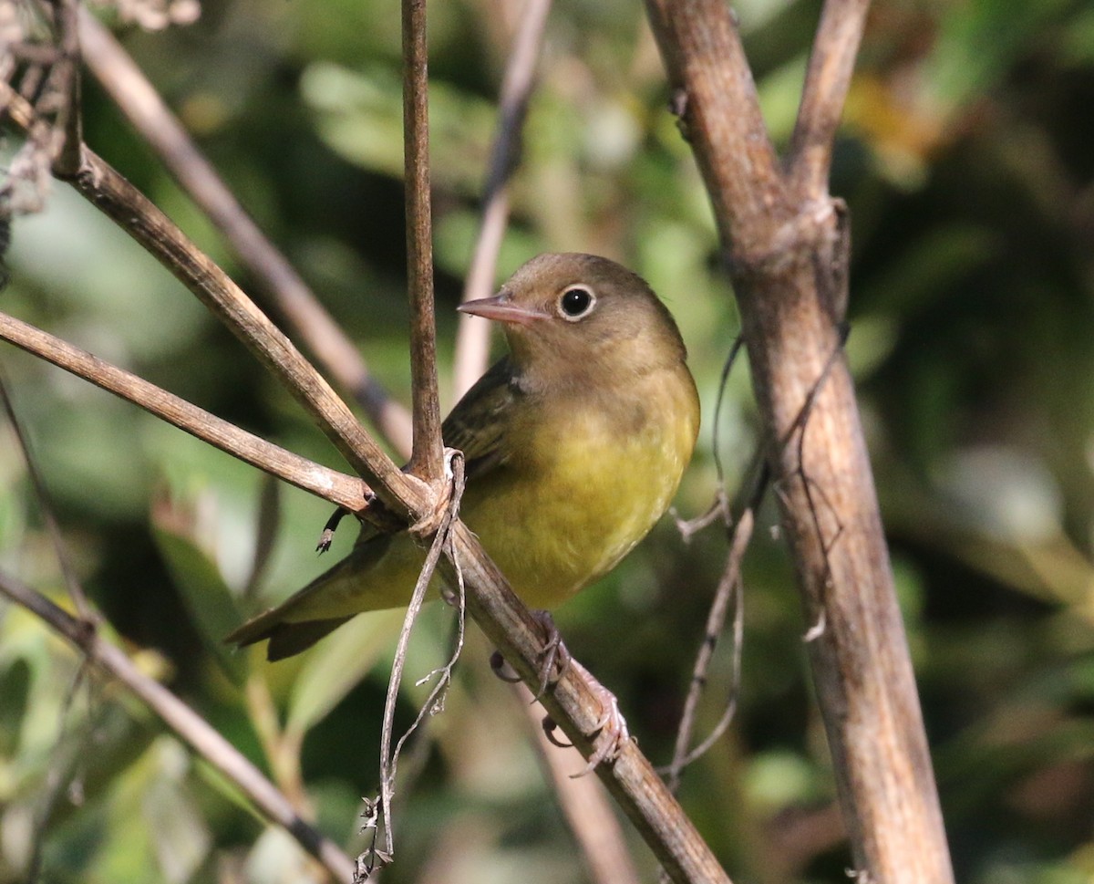 Connecticut Warbler - ML176450941