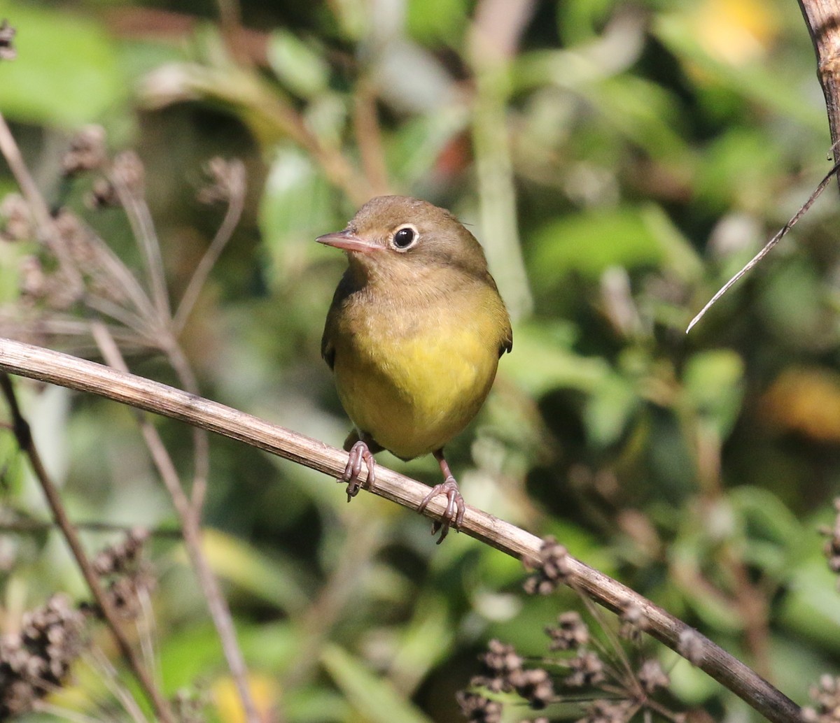 Connecticut Warbler - ML176450951