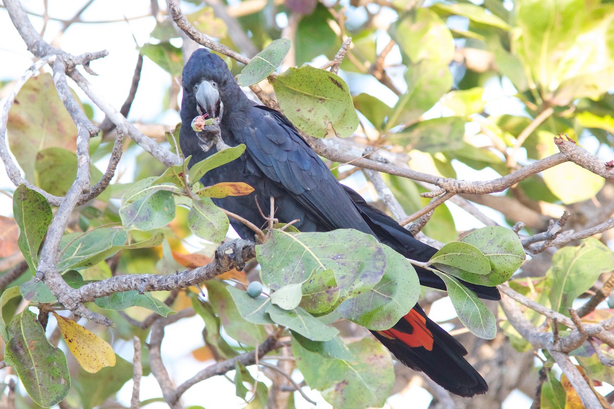 Red-tailed Black-Cockatoo - ML176451901