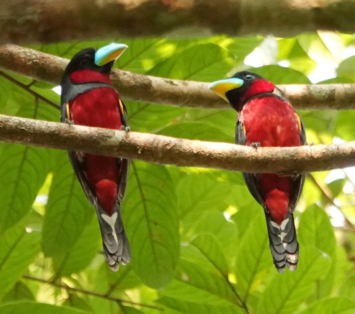Black-and-red Broadbill - Deanna MacPhail