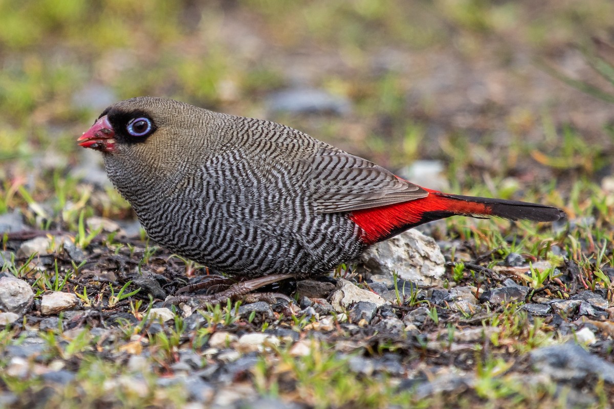 Beautiful Firetail - ML176452421