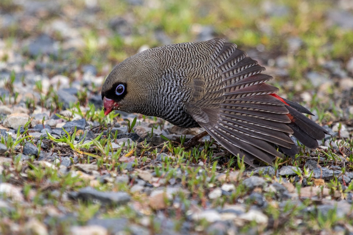 Beautiful Firetail - ML176452441