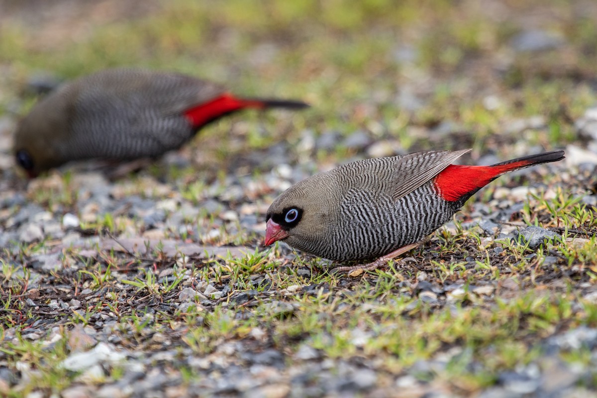 Beautiful Firetail - Ramit Singal