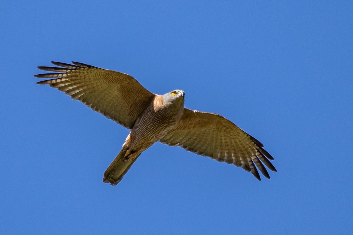 Brown Goshawk - ML176453521