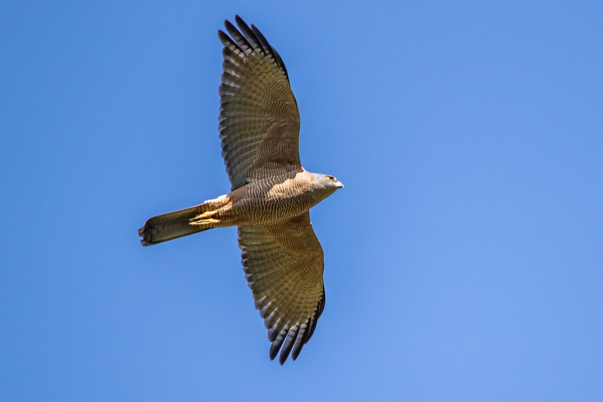 Brown Goshawk - ML176453551