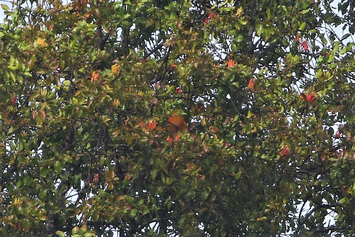 holub oranžový - ML176455161