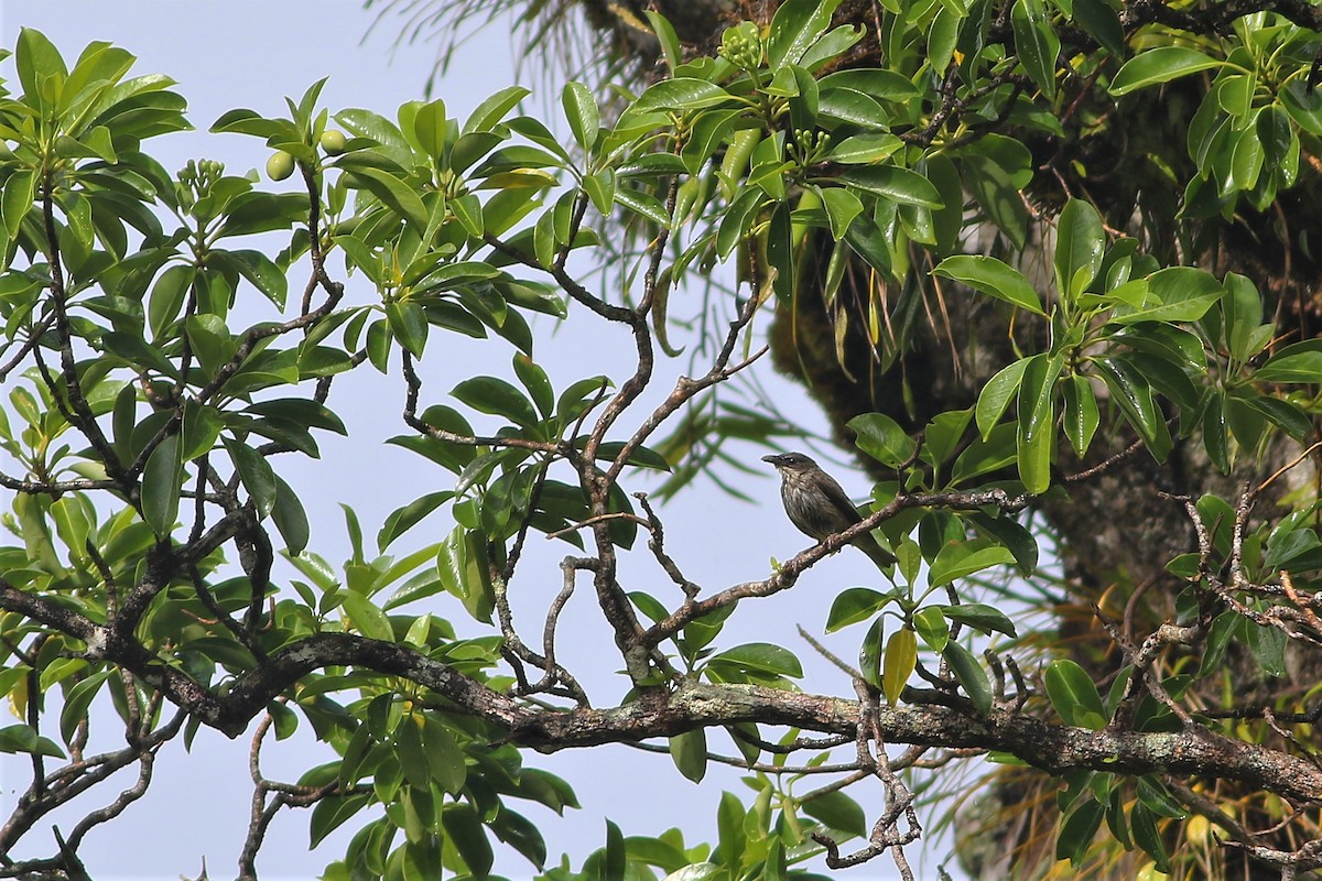 Polynesian Starling - ML176455211