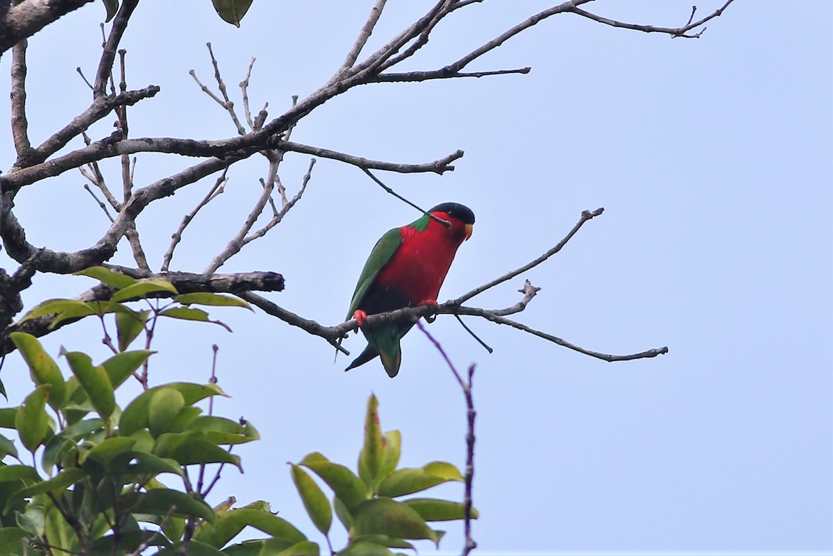 Collared Lory - ML176455271