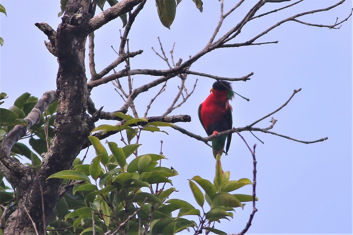 Collared Lory - ML176455291