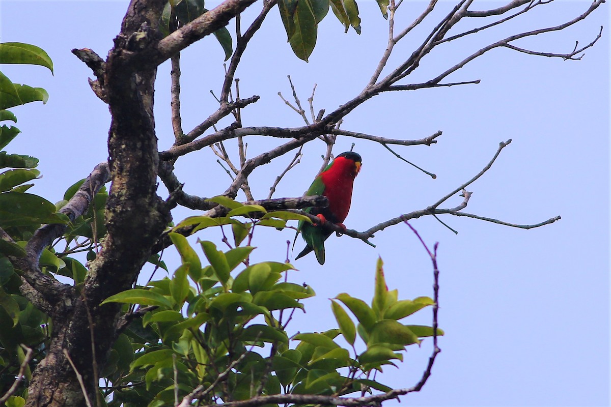 Collared Lory - ML176455301