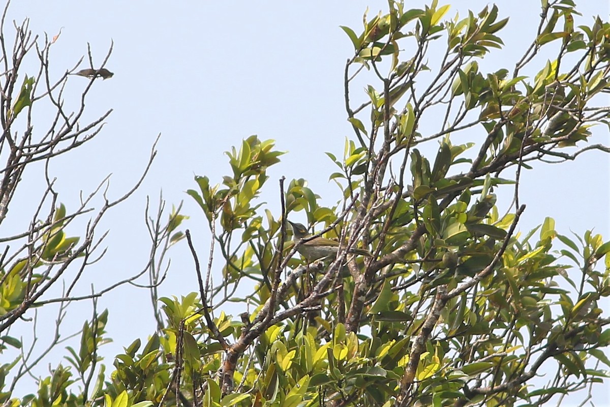 Northern Wattled-Honeyeater - ML176455351