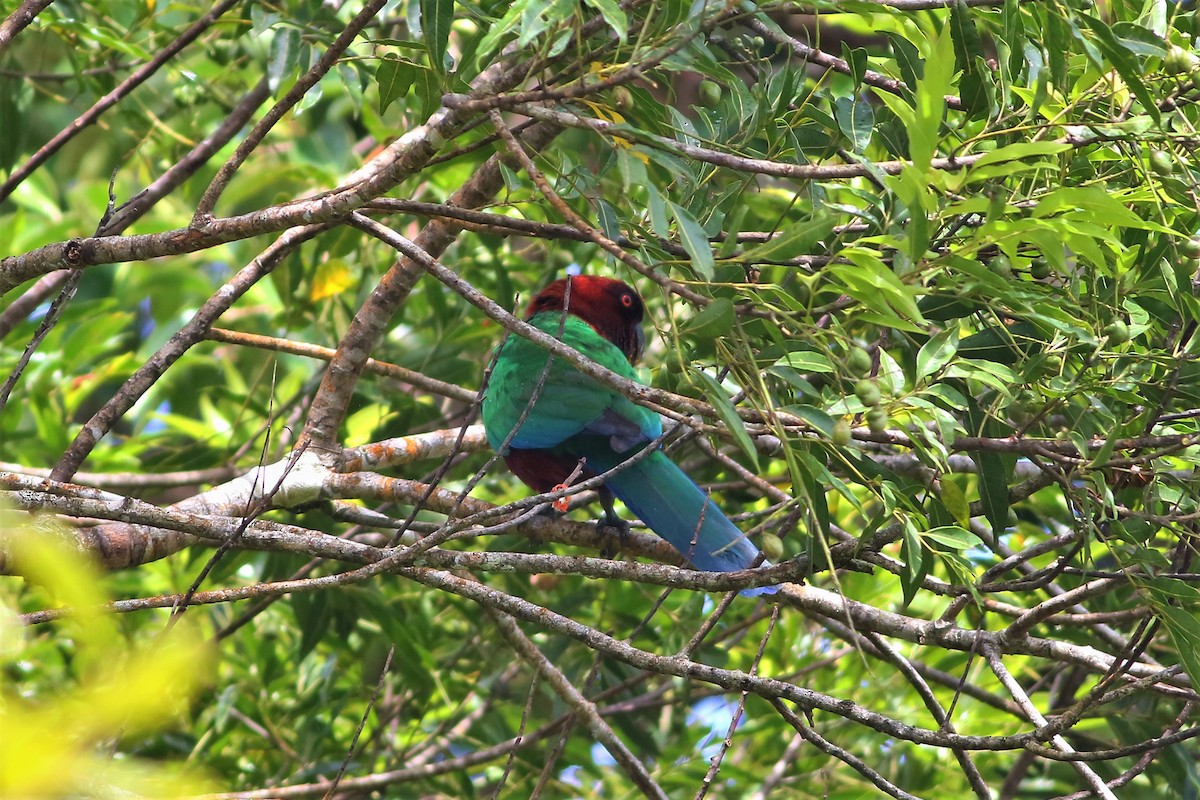 Red Shining-Parrot - ML176455371