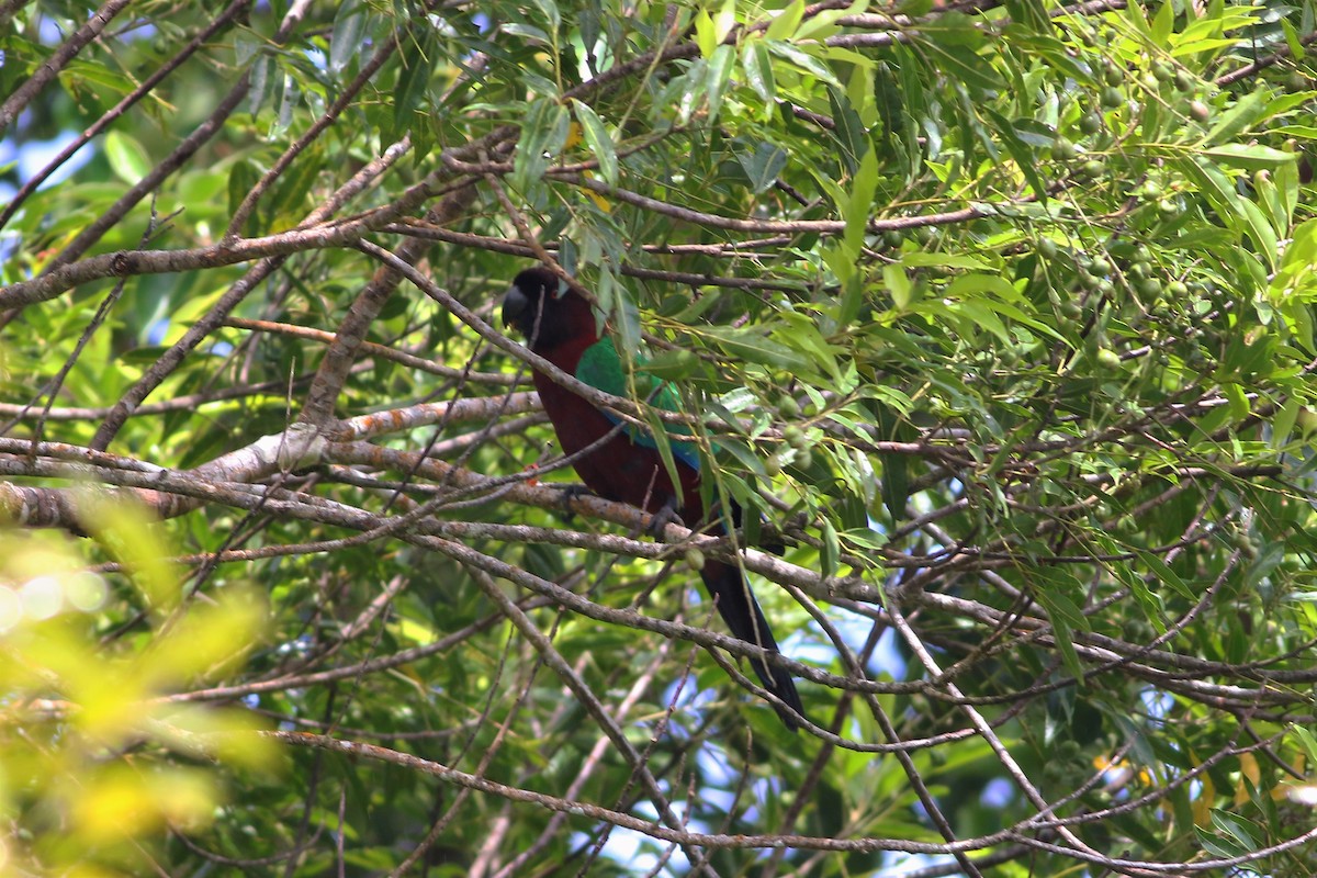 Red Shining-Parrot - ML176455381