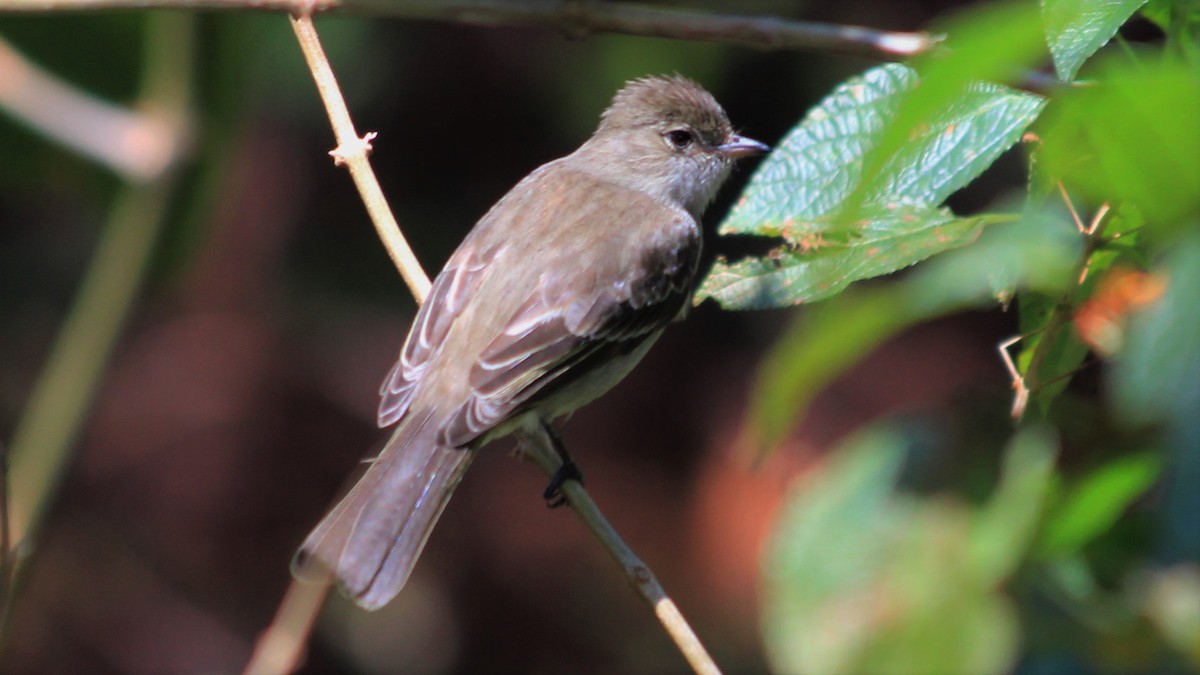 Caribbean Elaenia - ML176455491