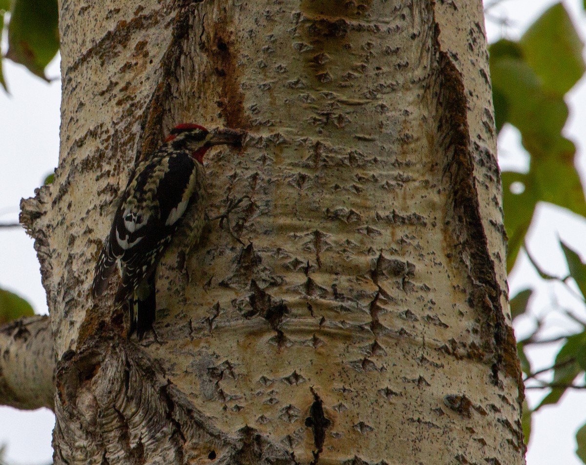 Red-naped Sapsucker - ML176455621